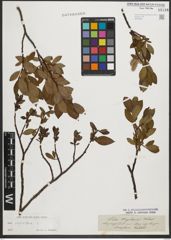 Foto von Salix phylicifolia L.